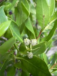 Buttonwood Green 15'ht [Conocarpus Erectus]